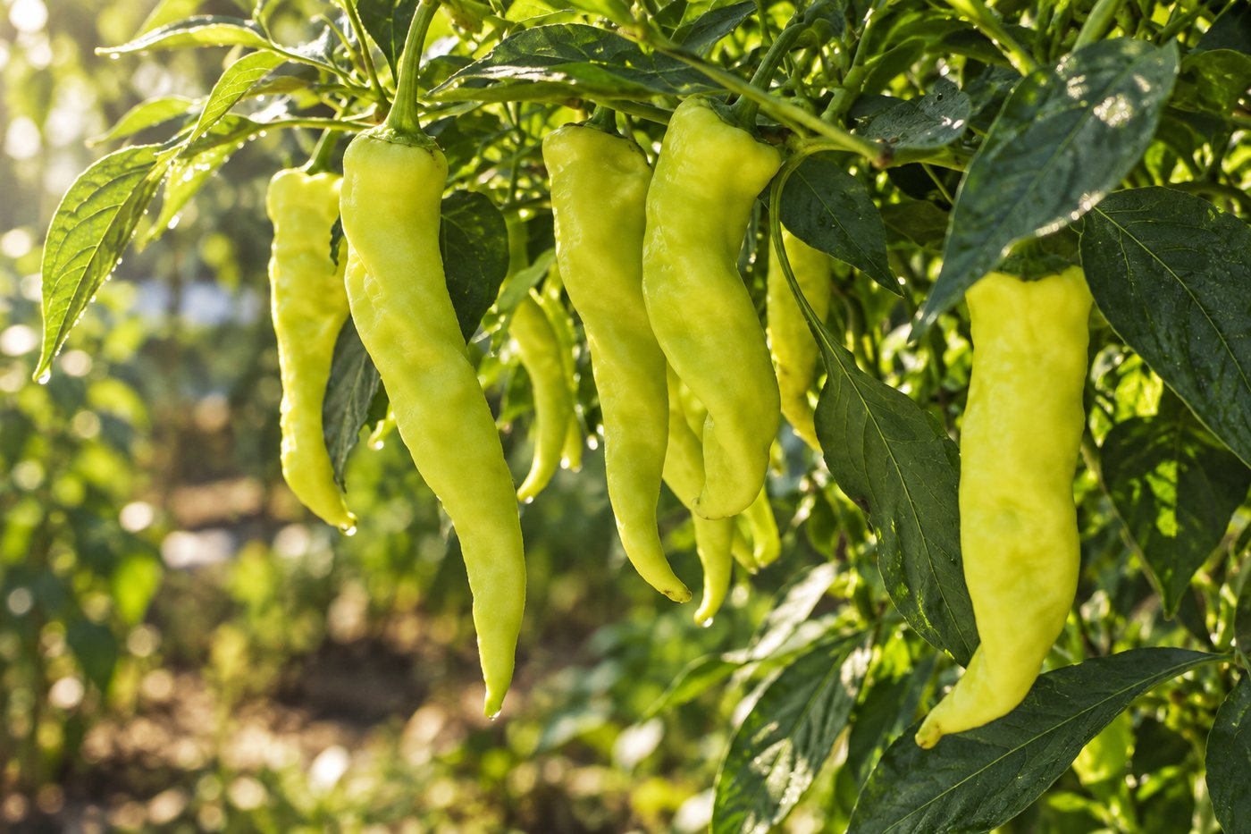 Long thick-walled green chilli ripening on the plant, picked before the colour breaks to red
